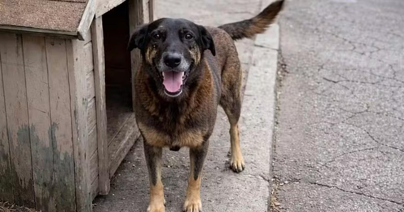 Cão Orelha: polícia investiga ameaças a jovem de SP | G1