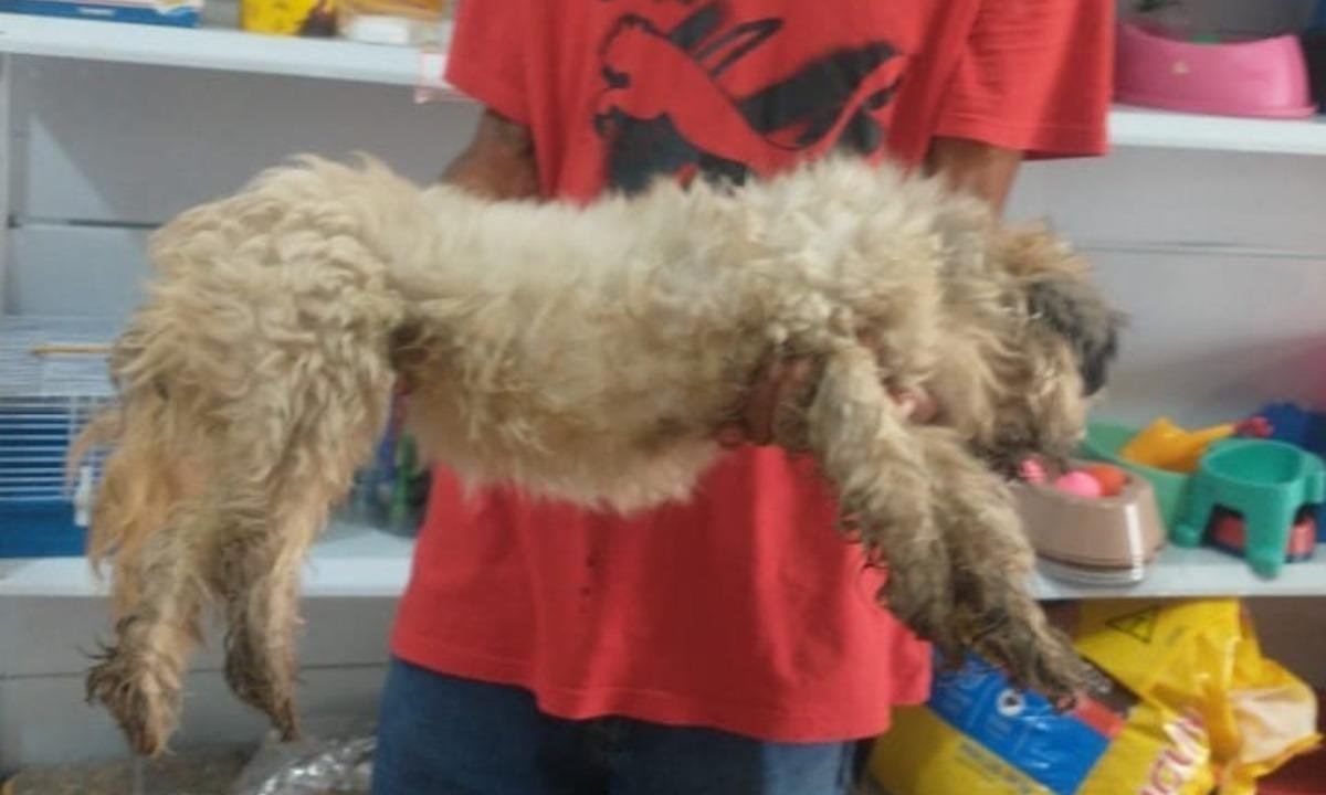 Cachorro é resgatado com infecção grave após passar 10 dias sozinho