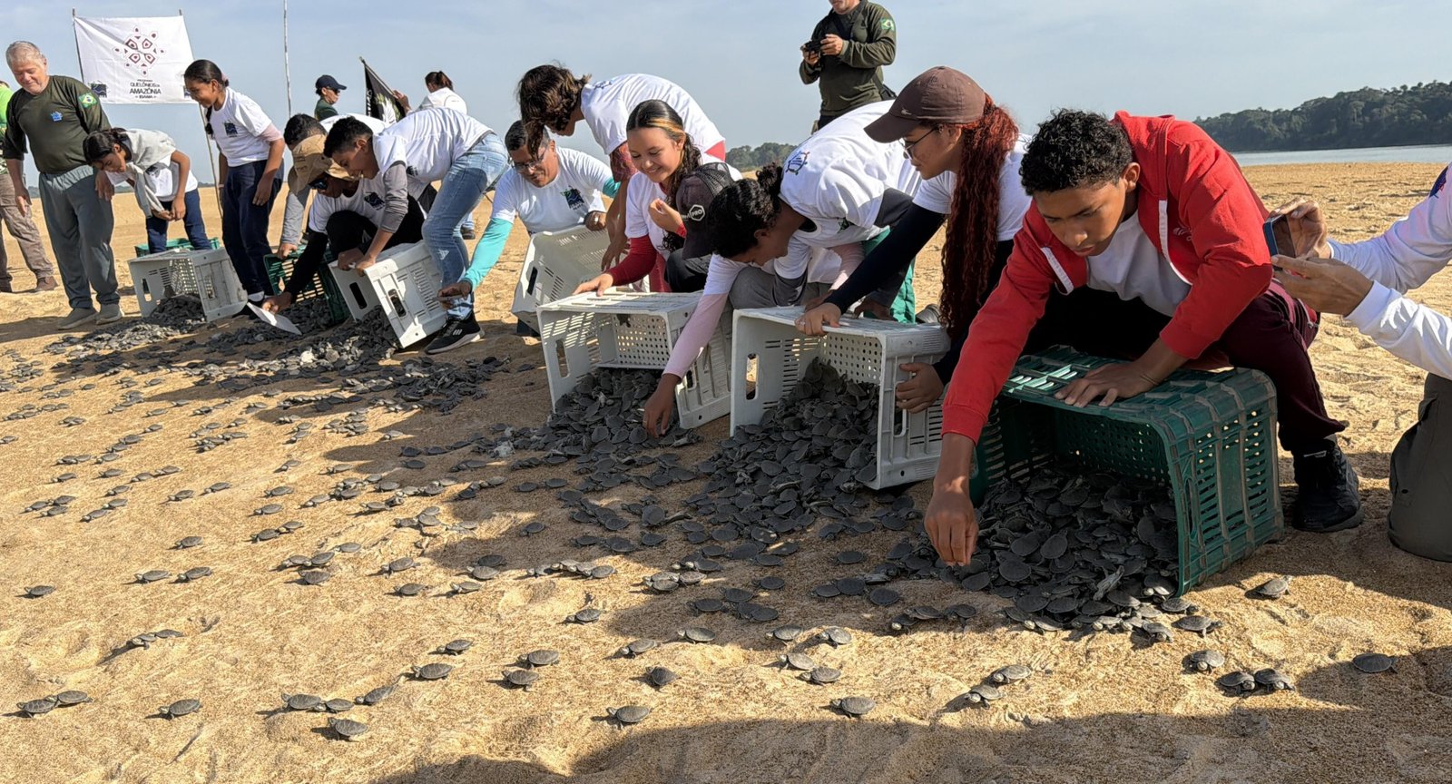 Cerca de 150 mil tartarugas-da-Amazônia nascem em área de proteção e marcam recorde em RR | G1
