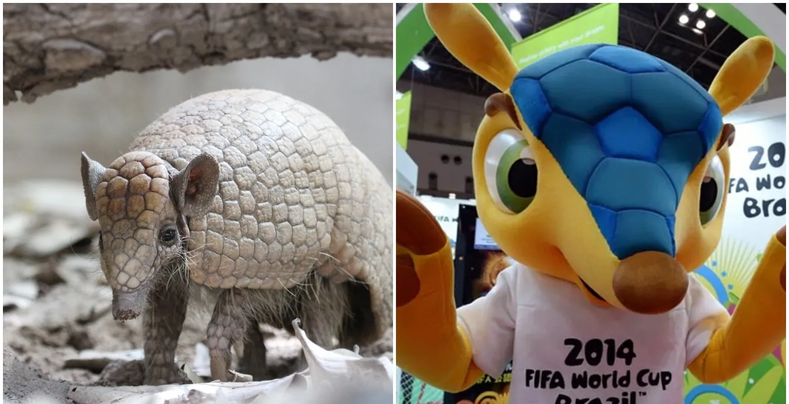 Tatu-bola segue ameaçado de extinção 12 anos após inspirar mascote 'Fuleco' da Copa do Mundo no Brasil