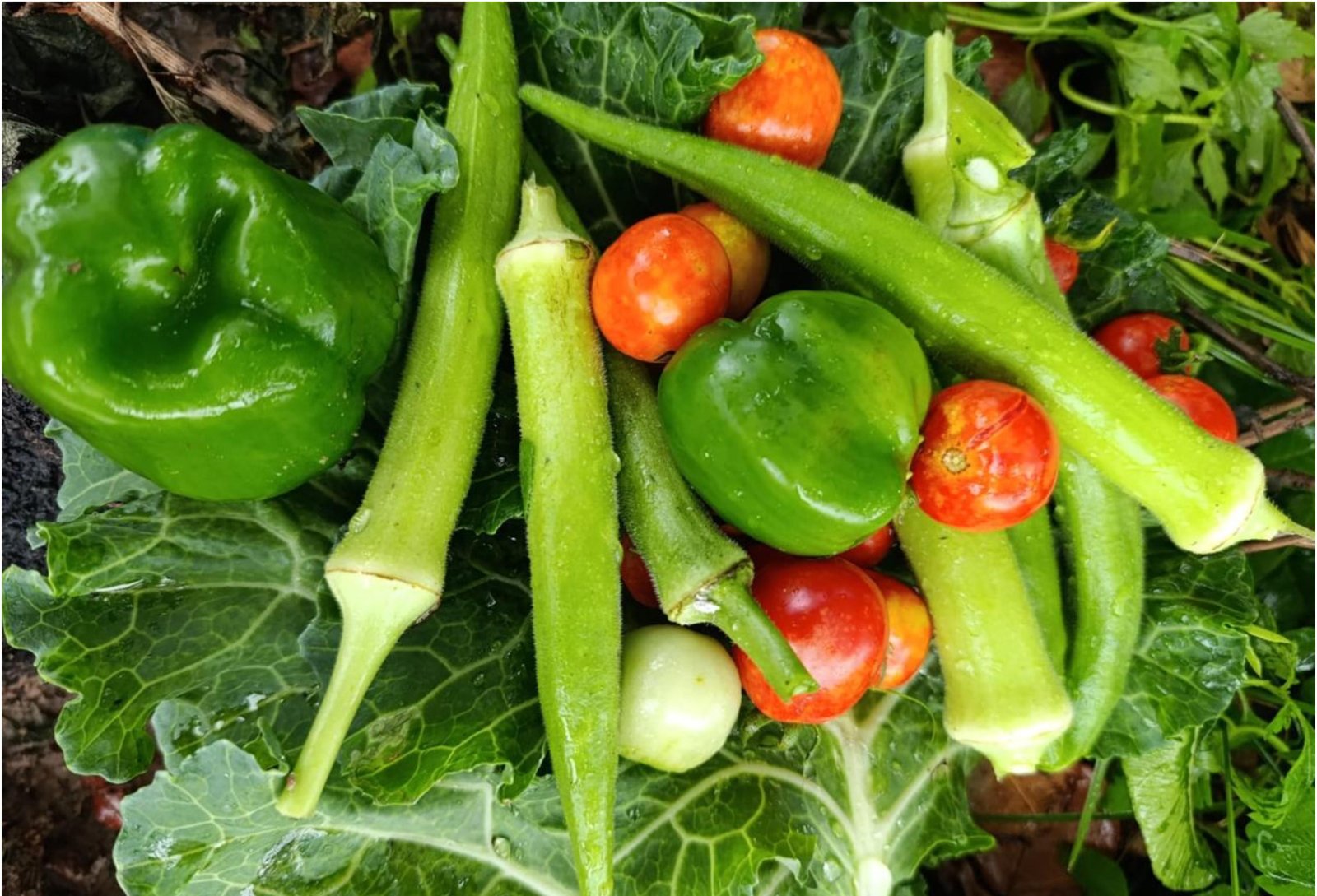 Hortas viram salas de aula ao ar livre e alunos aprendem ciências e matemática na prática em RR | G1