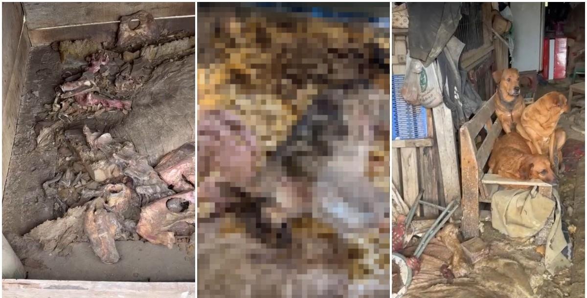 Homem investigado por congelar cães em freezer em SC vira réu | G1