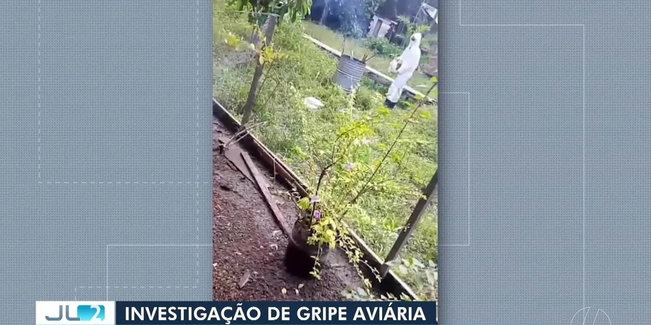Gripe aviária: Adepará confirma caso em pequena propriedade em Anajás, no Marajó, e sacrifica aves