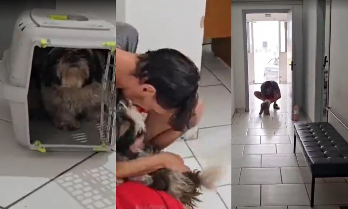 Cadela desaparecida reconhece tutor em delegacia após briga por guarda