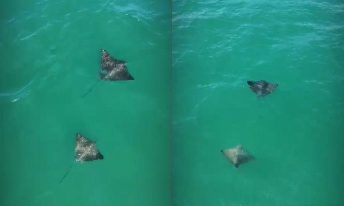 Raias-chita surpreendem surfistas no litoral de SP; VÍDEO | G1