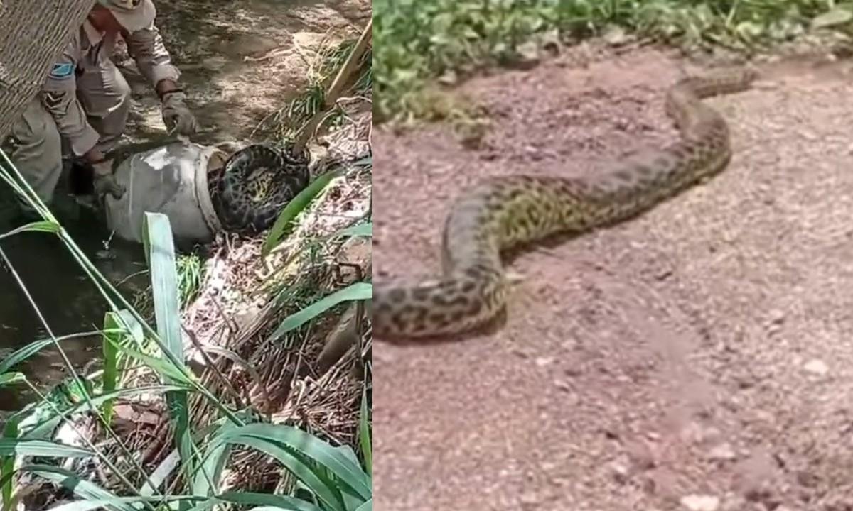 Sucuri gigante assusta moradores e mobiliza resgate em Corumbá | G1