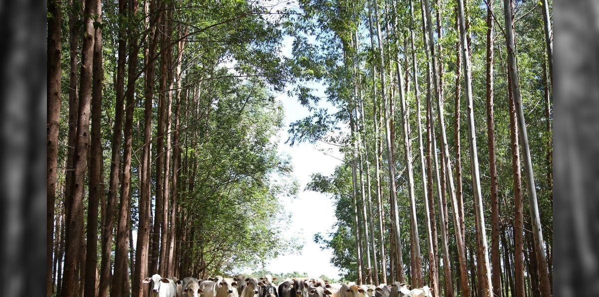 Agronegócio ocupa 32% do território nacional, aponta MapBiomas