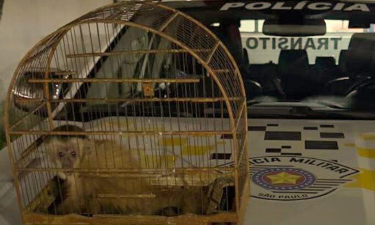 PM apreende macaco que estava dentro de gaiola em carro na Marginal