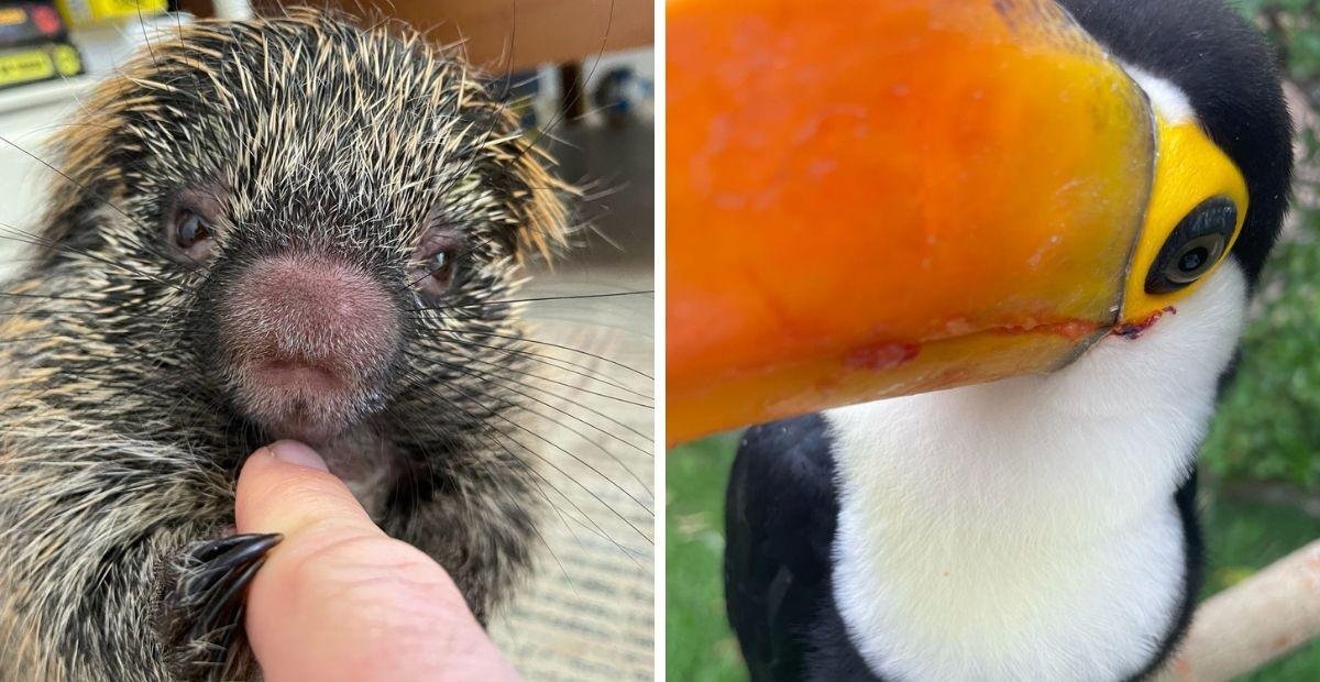 Casas viram UTI: a luta de voluntários que salvam animais silvestres | G1