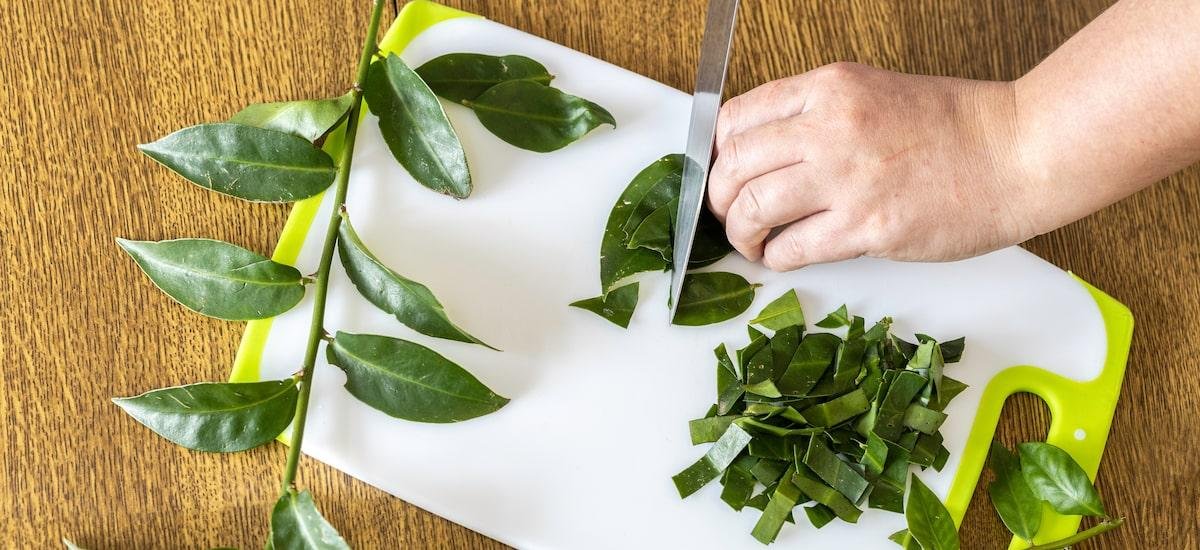 O que especialistas dizem sobre os benefícios da folha de ora-pro-nóbis? Veja receitas