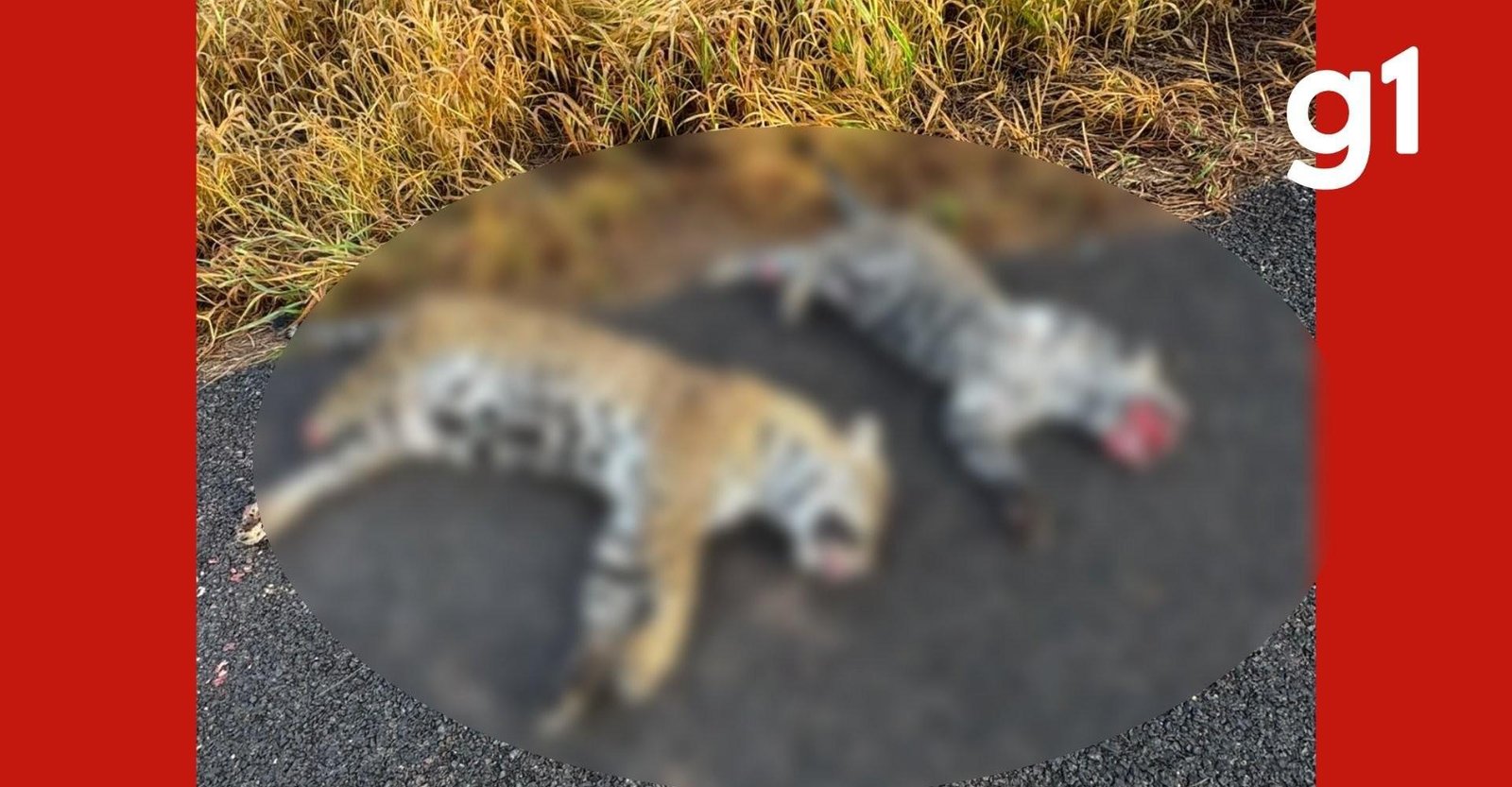 Duas onças-pintadas são encontradas mortas na MT-560; veja vídeo | G1