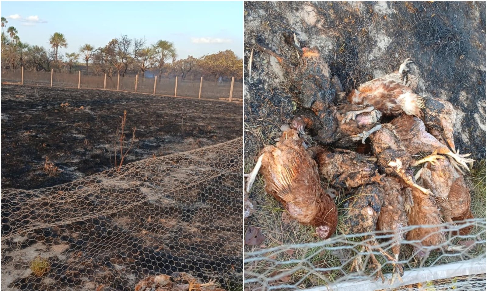 Incêndio mata 80 galinhas em meio a queimadas em Boa Vista | G1
