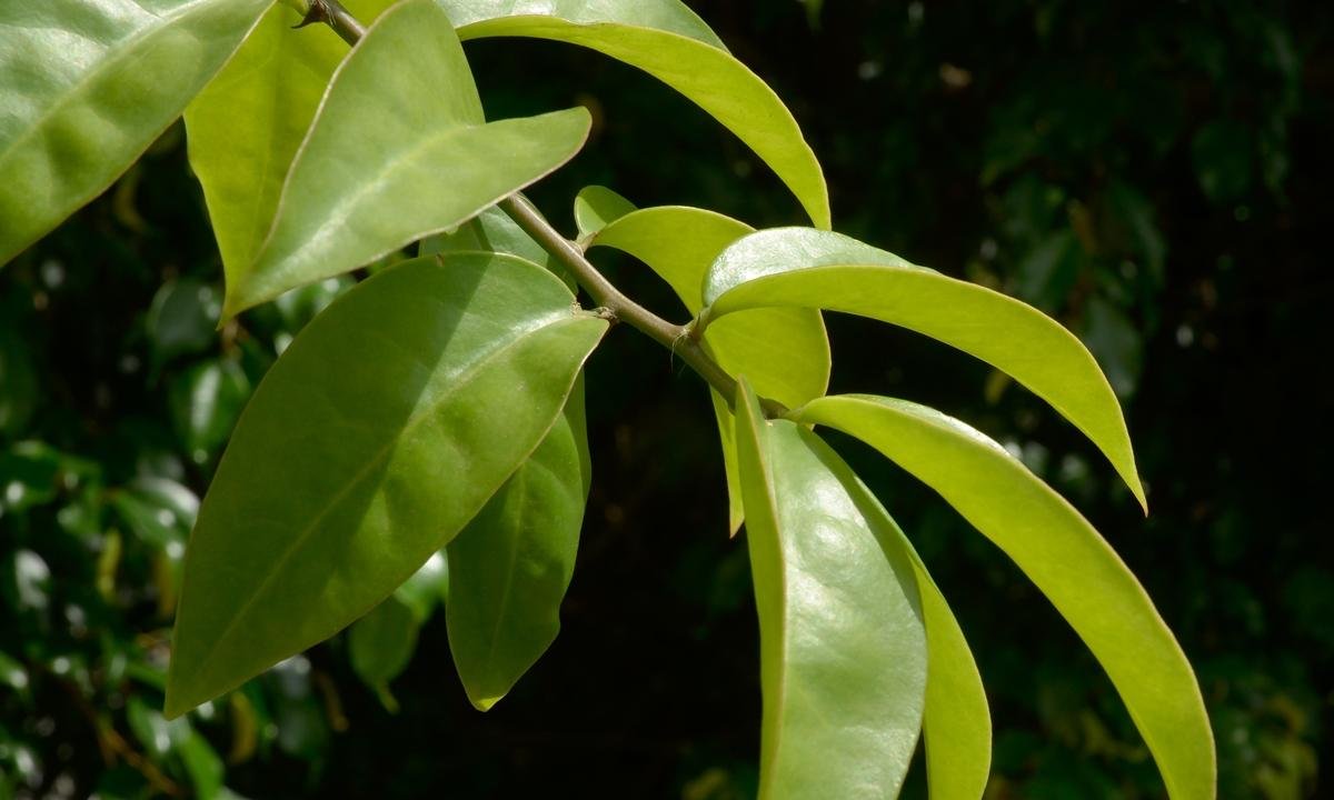 Planta rica em ferro e cálcio ganha destaque por benefícios à saúde