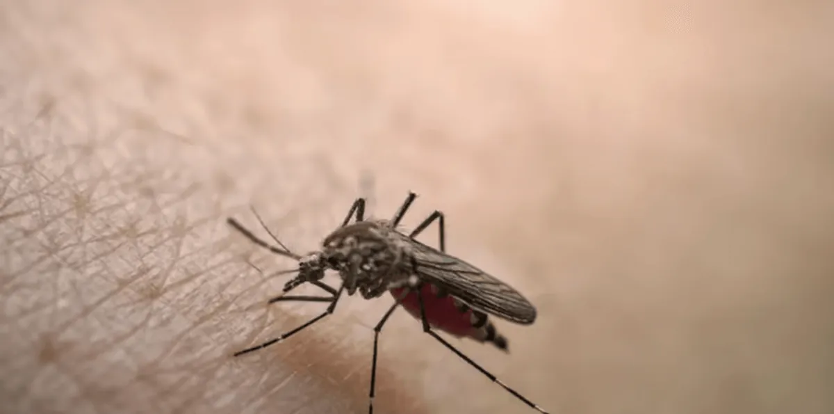 Duas mortes por febre amarela são confirmadas em Lagoinha