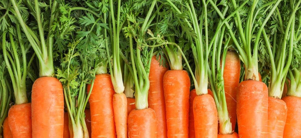Nem cozida, nem frita: o melhor jeito de consumir cenoura para aproveitar benefícios