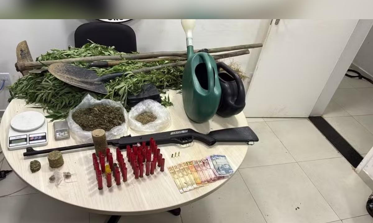 PM acha estufa de maconha e homem alega uso pessoal: "Dores no corpo”