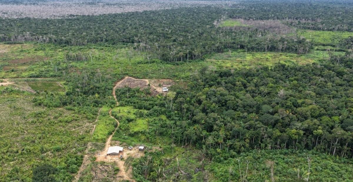 Fiscalização resulta em R$ 1,7 mi em multas por desmatamento no AM | G1