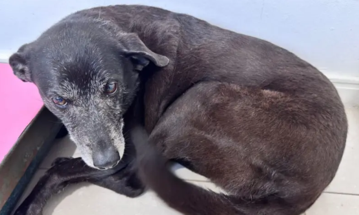 Cão Orelha: polícia analisou mil horas de filmagens para chegar a autor do crime