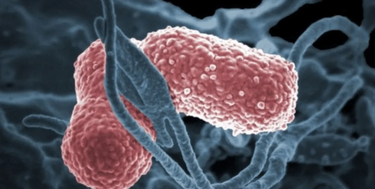 Hospital de Americana confirma caso de superbactéria KPC em paciente na UTI