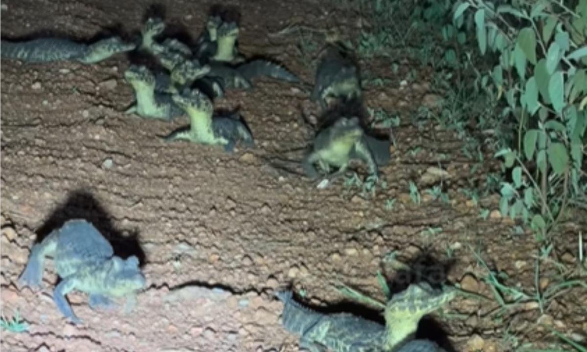 Ninhada de jacarés surpreende safári noturno no Pantanal