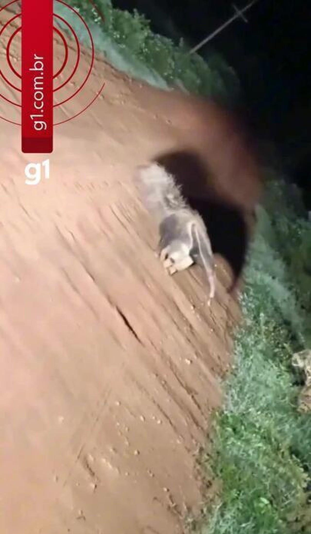 Veja confronto raro entre tamanduá e onça-pintada no Pantanal | G1