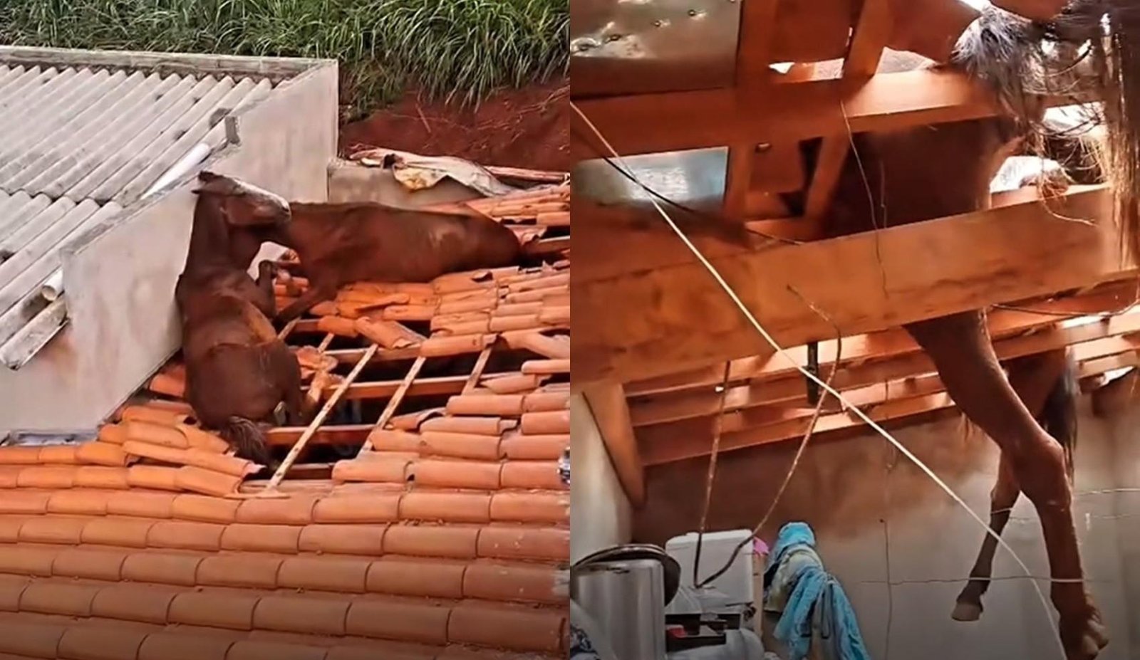 Cavalos que pastavam em terreno caem sobre telhado de casa em MG | G1
