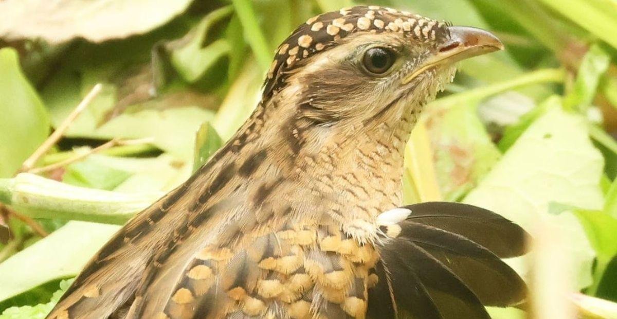 Vídeo: ave é filmada exibindo falsas-asas em comportamento curioso | G1