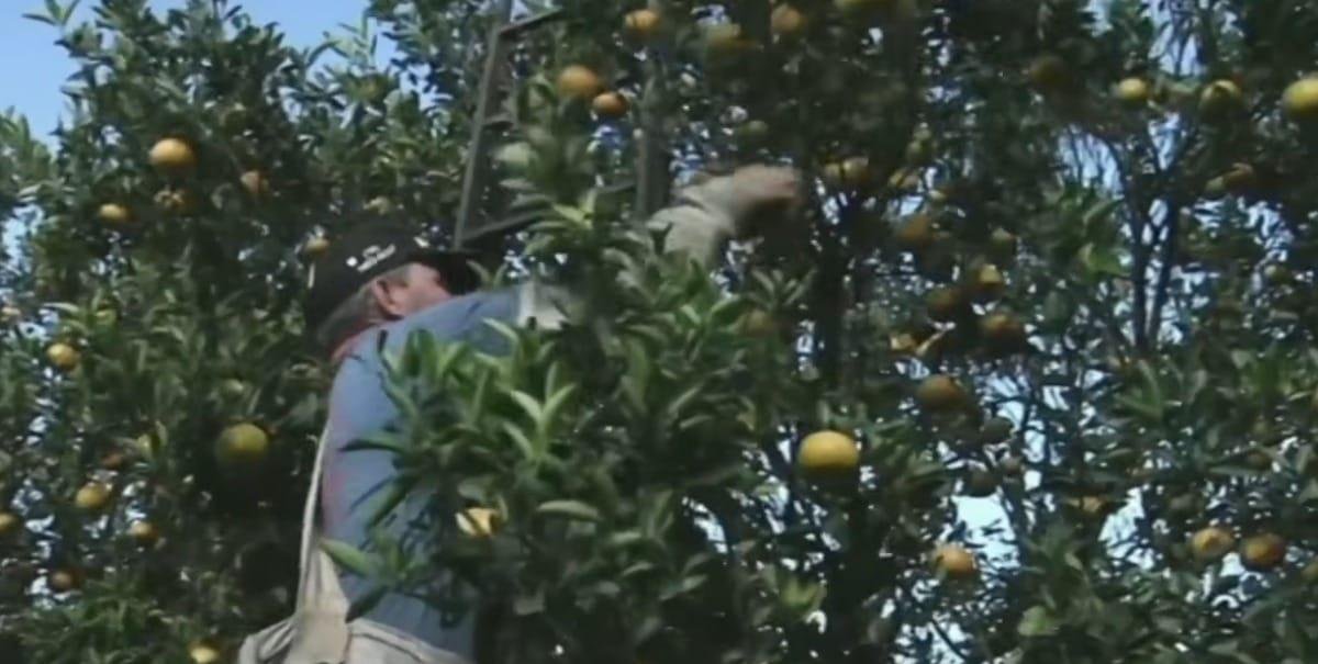 Agronegócio alerta para perda de eficiência com fim da escala 6x1