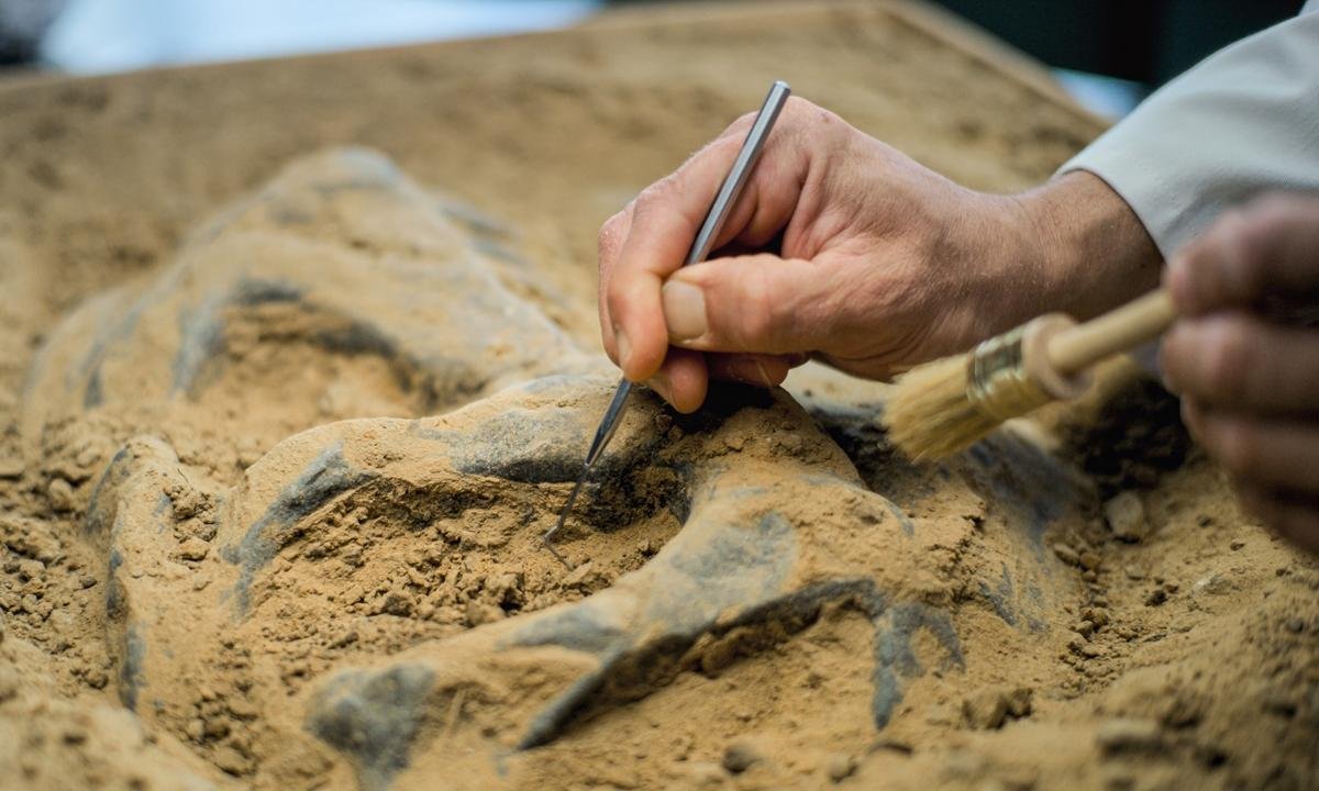 Saiba o que os fósseis podem revelar sobre hábitos dos animais antigos