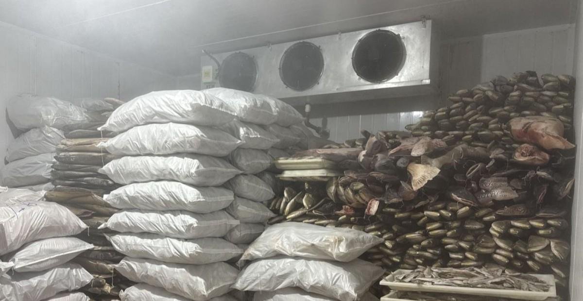 Mais de 100 toneladas de pescado são apreendidas no interior do AM | G1