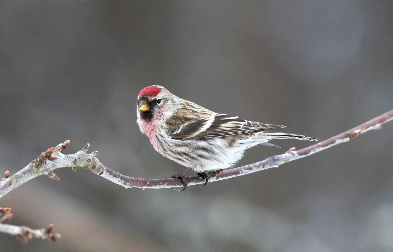O que significa quando os pássaros cantam durante o dia em sua casa ou jardim?