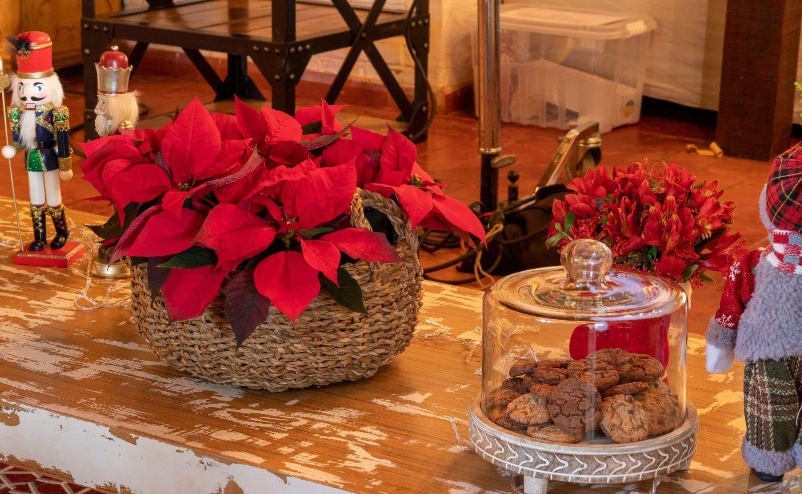 Setor de flores deve encerrar 2025 com crescimento entre 6 e 8%