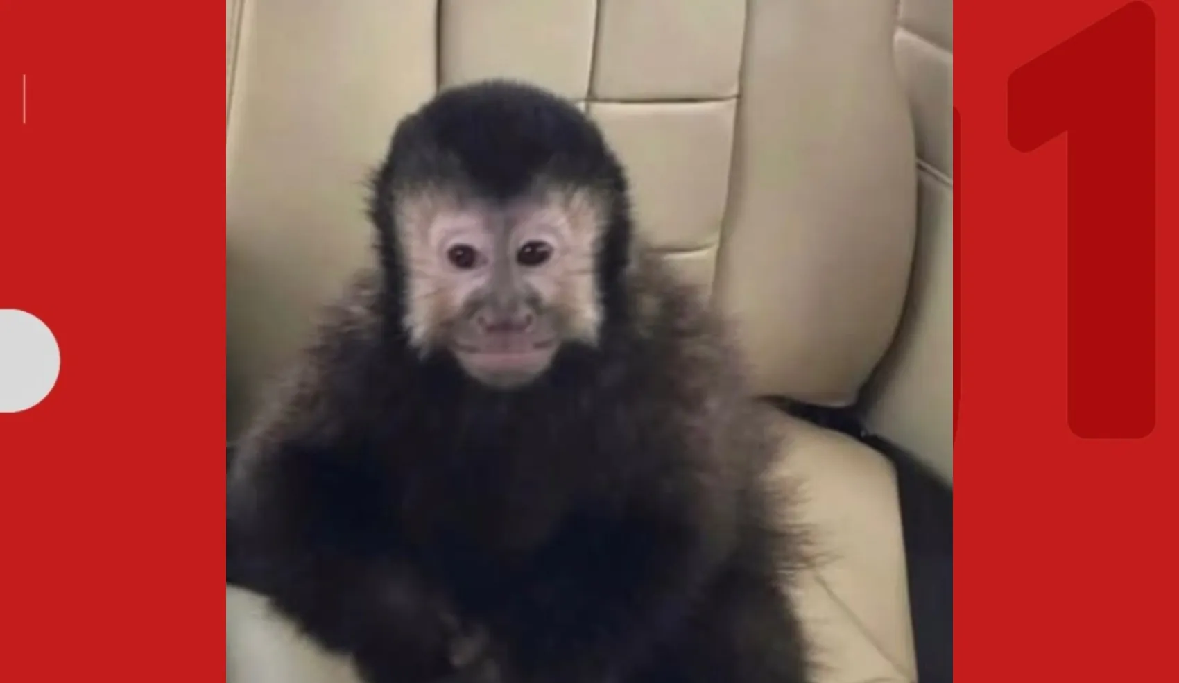 Captura de macaco-prego que invadiu casas na BA durou mais de três horas; polícia precisou de rede específica para conter animal