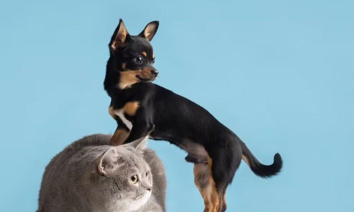 Programa oferece castração gratuita, microchipagem a cães e gatos em RR; veja como ter acesso | G1