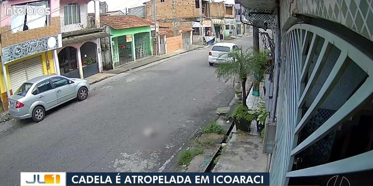 Motorista atropela cadela e vai embora sem prestar socorro em Icoaraci | G1