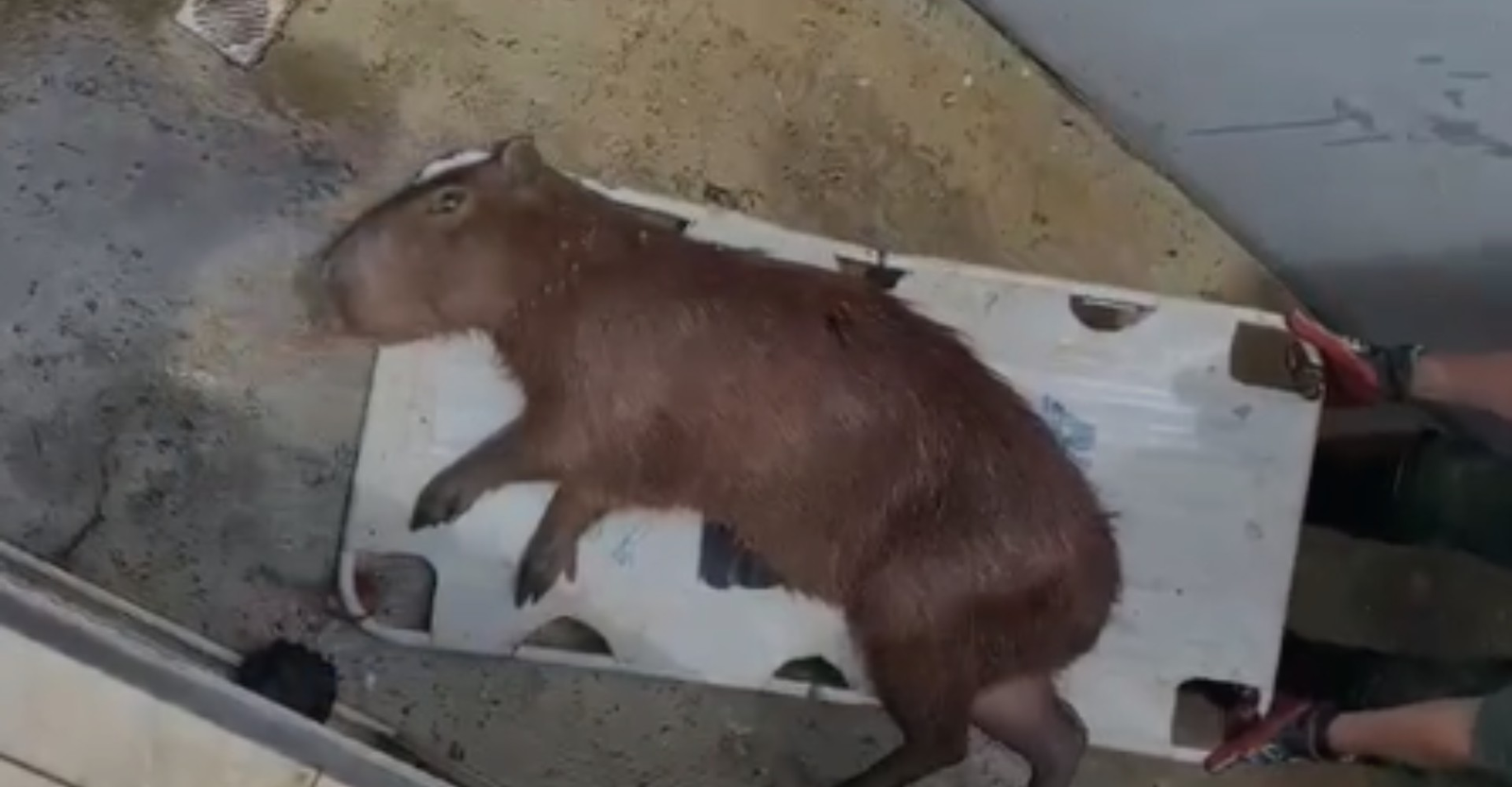 Capivara é resgata após ficar presa em compartimento de piscina | G1