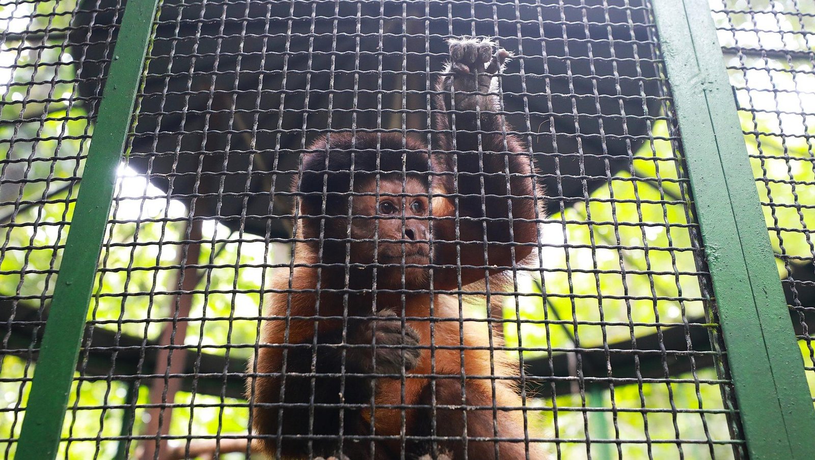 Macaco-prego Fulgêncio: conheça o novo morador do Bosque em Belém | G1