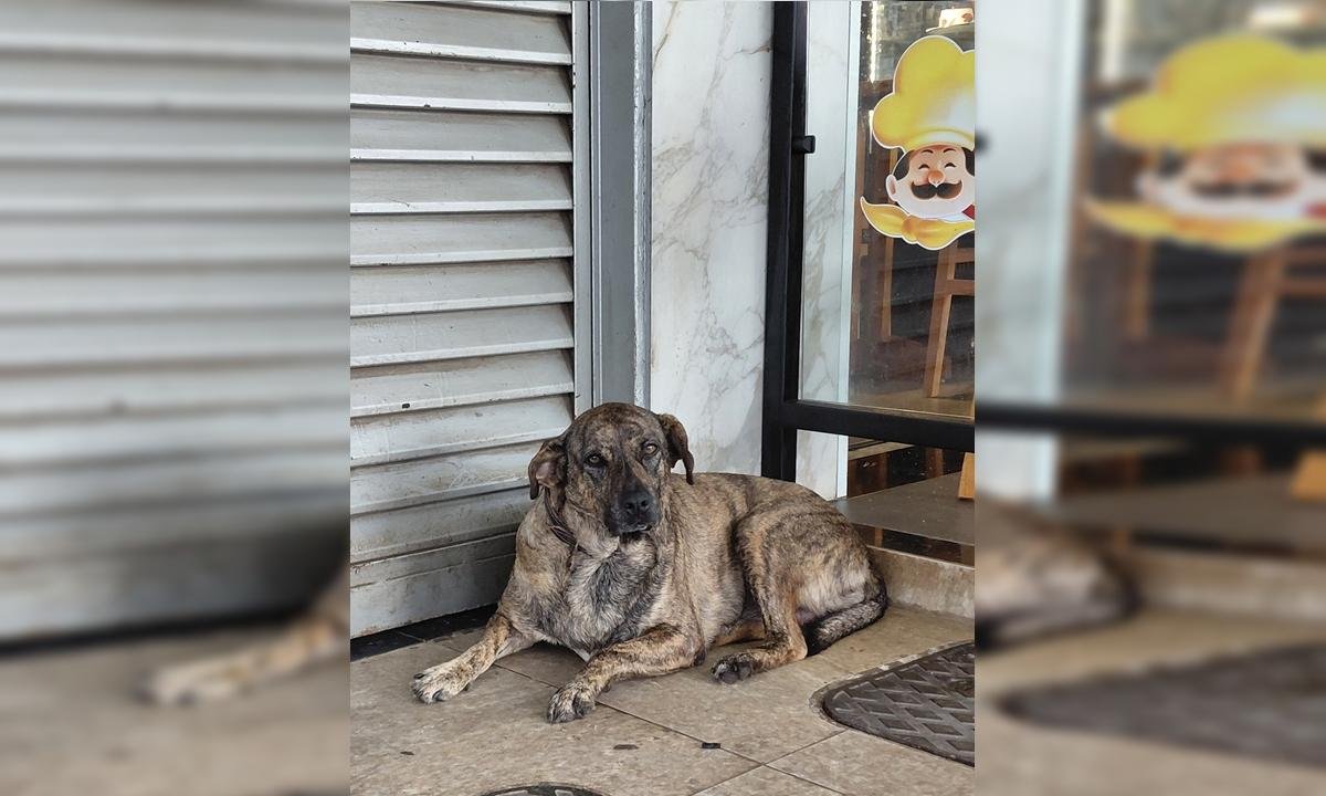 Abgail, Orelha e Baleia: três vira-latas que nos humanizam