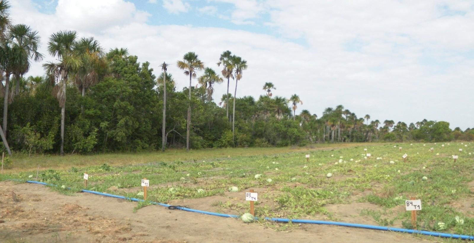 Pesquisa com biocarvão impulsiona cultivo em comunidade em Roraima | G1