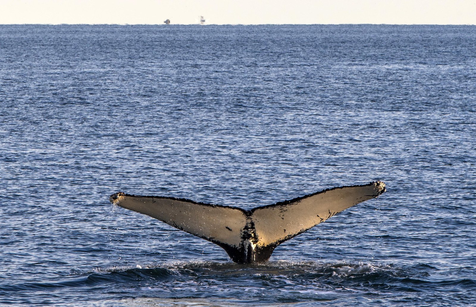 Vida marinha se recuperou em ritmo surpreendente após asteroide que extinguiu os dinossauros há 66 milhões de anos, aponta estudo