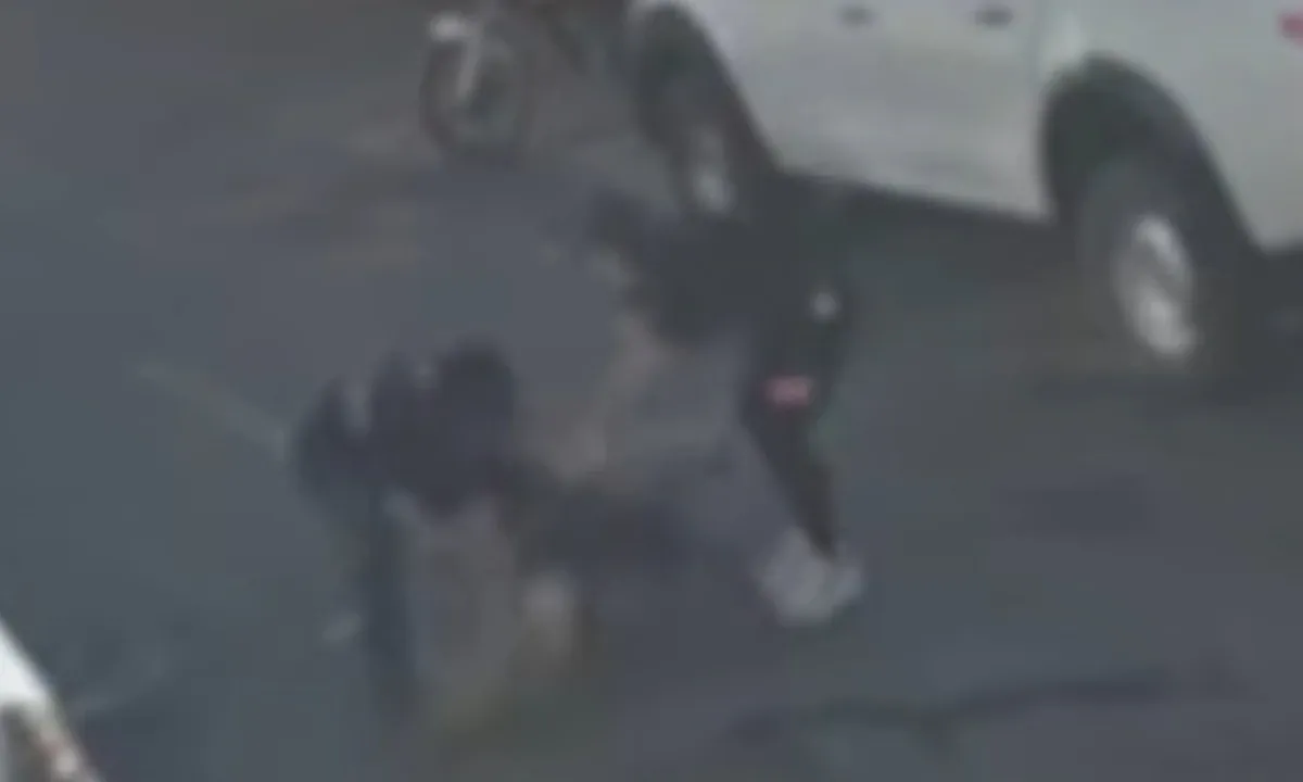 American Bully foge de casa e mata vira-lata em ataque brutal no Guará