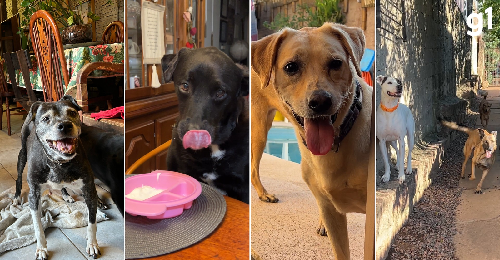 Por que família assumiu herança de veterinária que morreu em show | G1