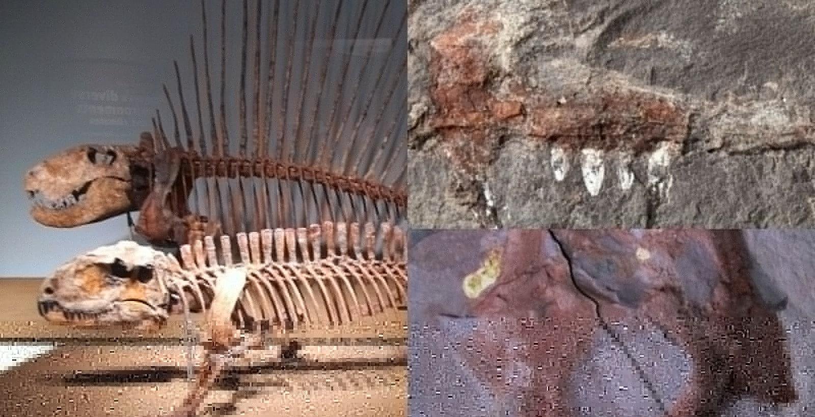 Piauí registra primeiros fósseis de pelicossauros da América do Sul | G1