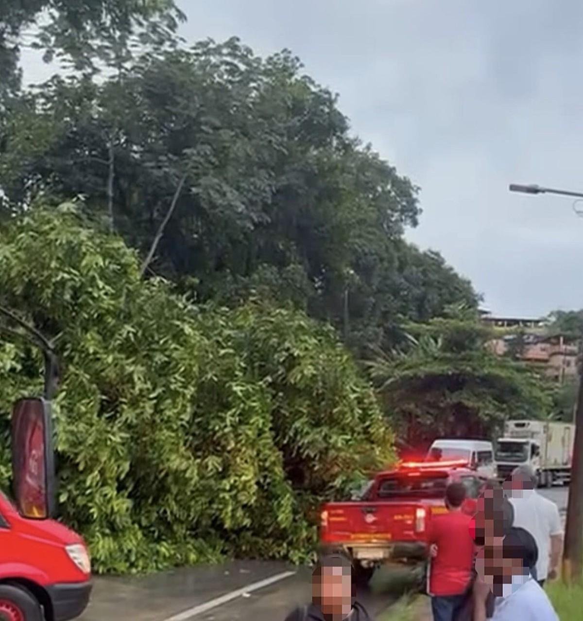 Queda de árvore provoca interdição da Rio-Santos, em Angra dos Reis | G1