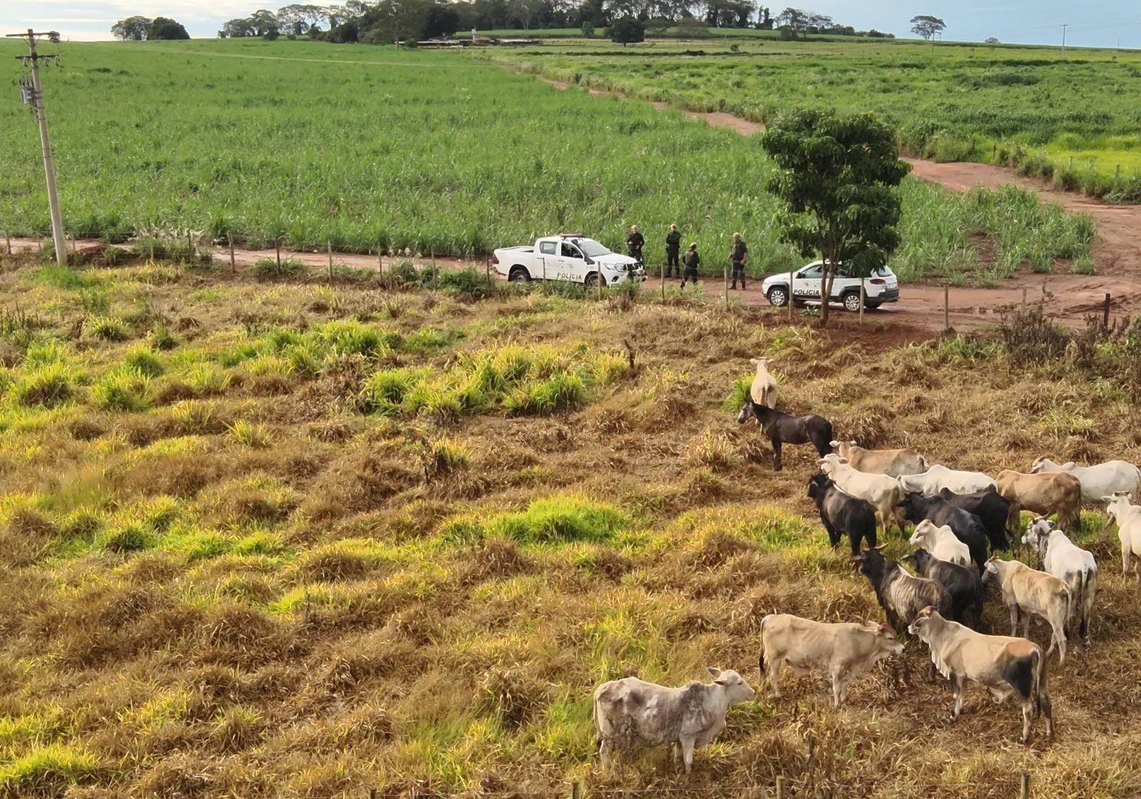 Cabeças de gado furtadas de fazenda são recuperadas pela polícia | G1