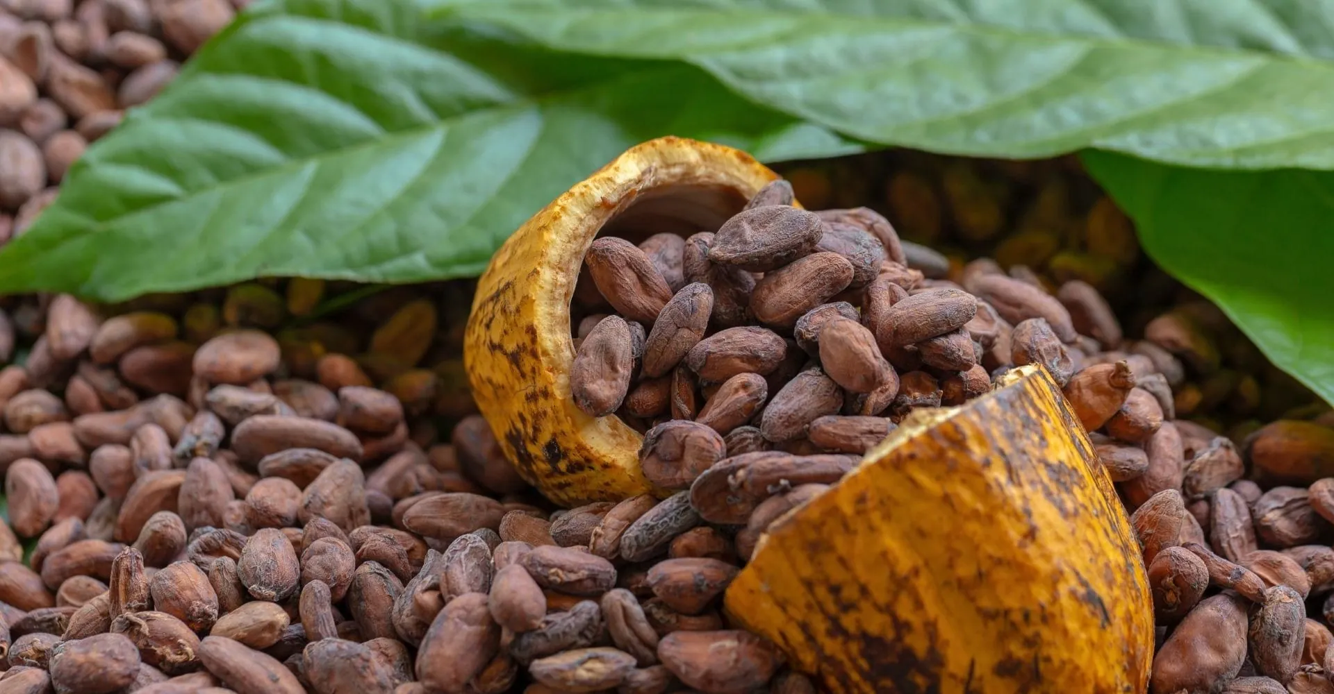 Mudança no drawback do cacau ameaça exportações e empregos no Brasil
