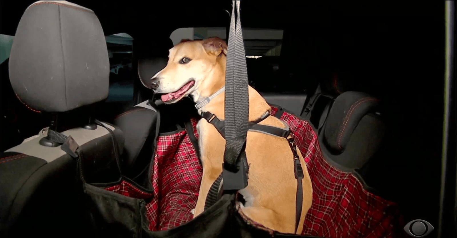 Vai viajar com seu pet? Confira regras e cuidados essenciais na estrada