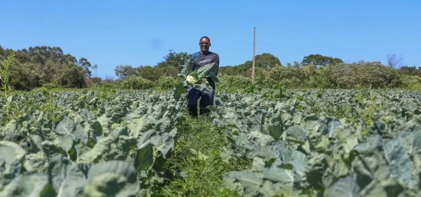 Agro do DF mantém patamar histórico e movimenta R$ 5,8 bi em 2025