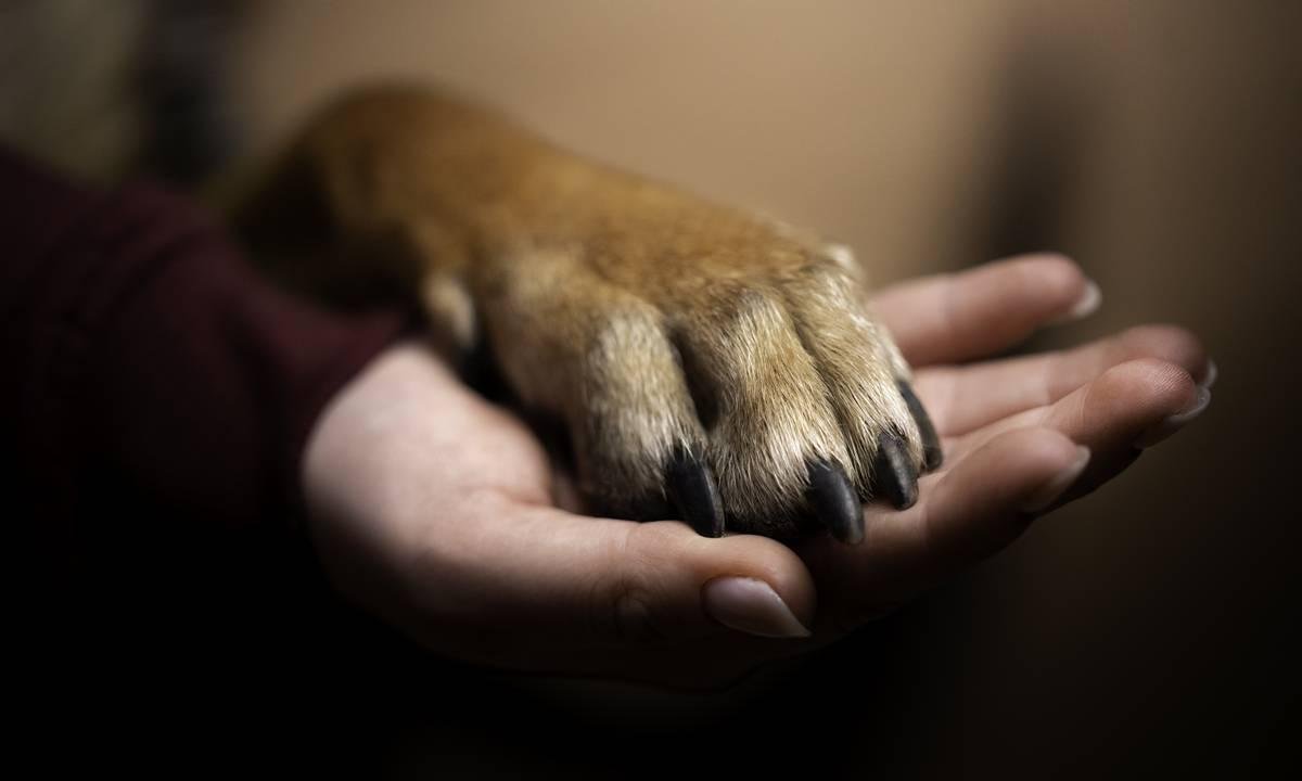 Clínica veterinária no DF é condenada por morte de cão após castração