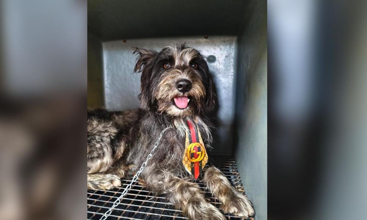 Cão espera tutor que morreu em UPA e acaba achando antiga família